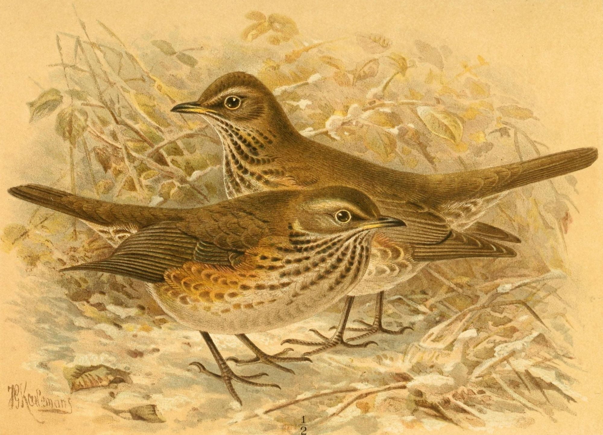 Birds of the British Islands 1885 Redwing Canvas Art - John G Keulemans (24 x 36)