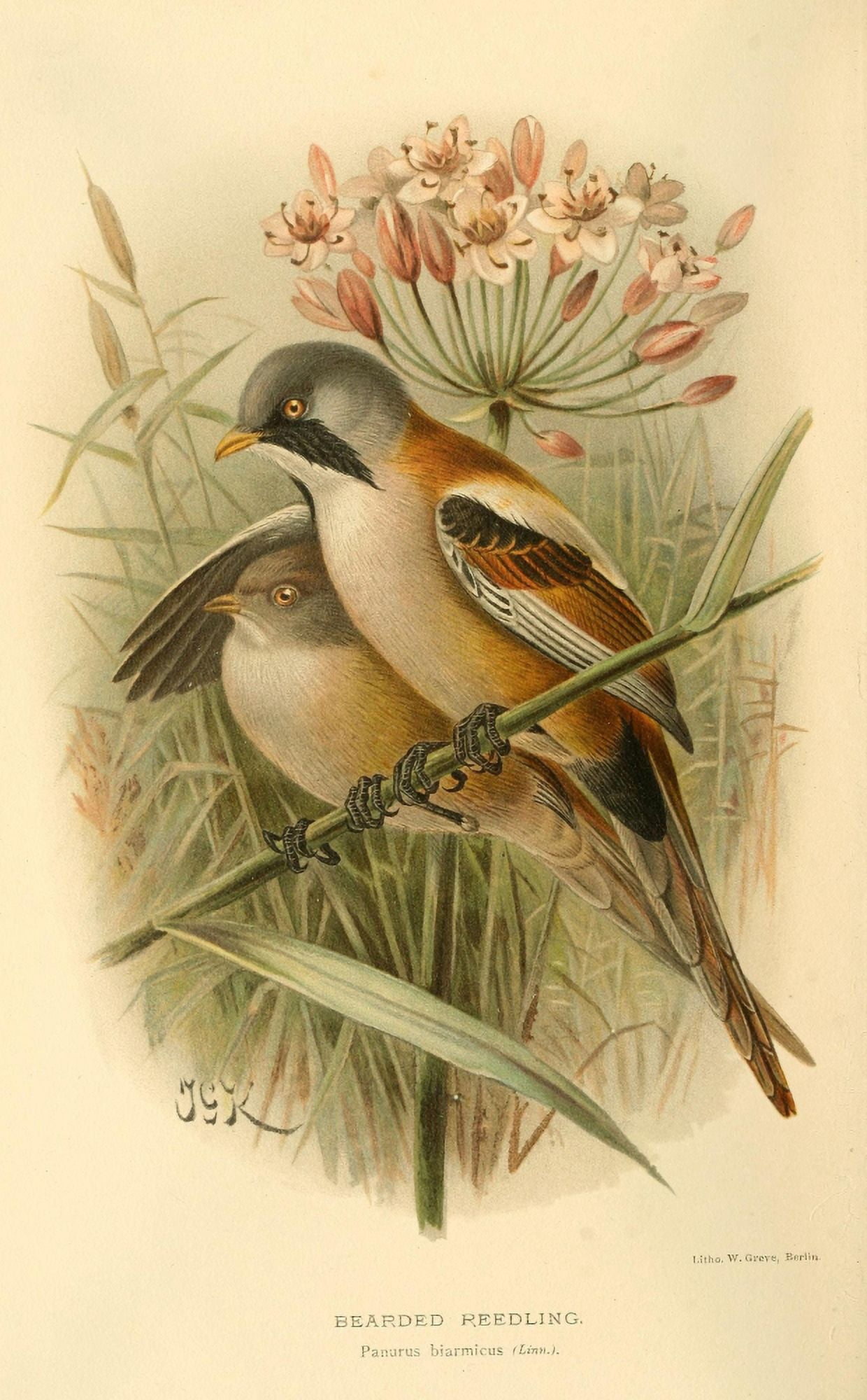 Birds of the British Islands 1885 Reedling Bearded Canvas Art - John G Keulemans (24 x 36)
