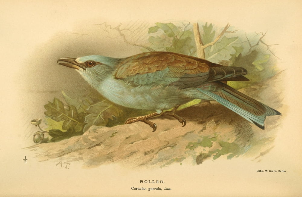 Birds of the British Islands 1885 Roller Canvas Art - Archibald Thorburn (18 x 24)
