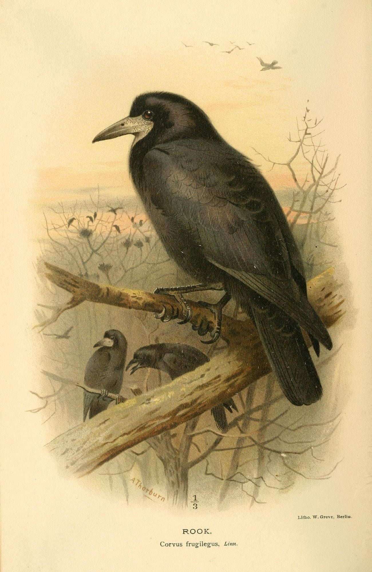 Birds of the British Islands 1885 Rook Canvas Art - Archibald Thorburn (18 x 24)