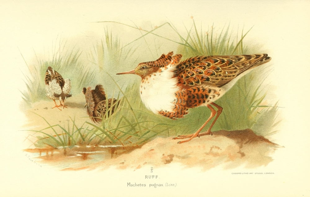 Birds of the British Islands 1885 Ruff 1 Canvas Art - Archibald Thorburn (24 x 36)