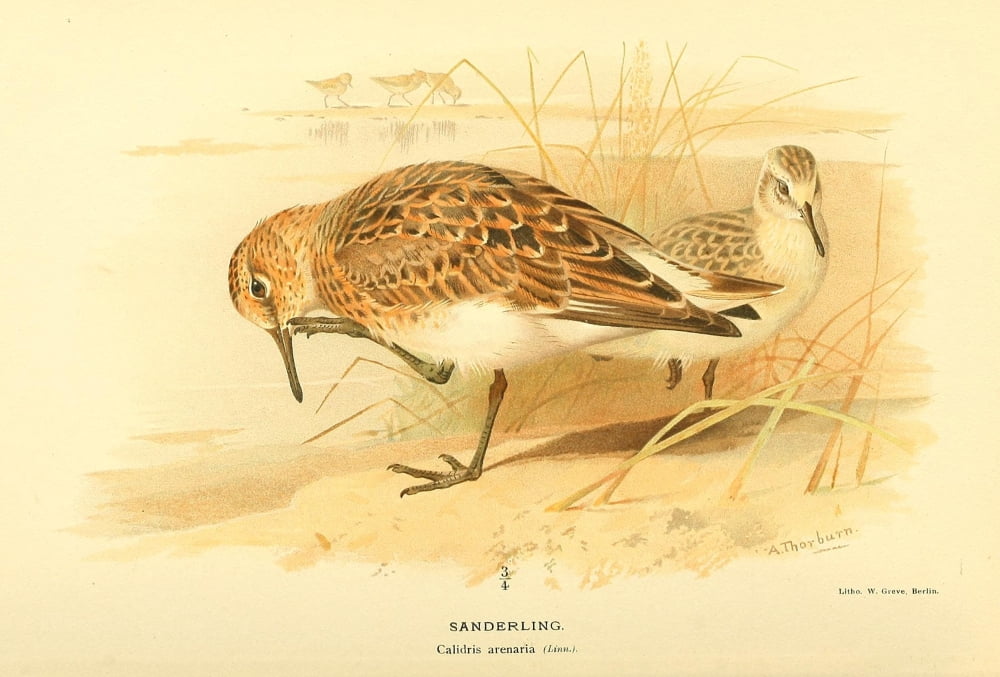 Birds of the British Islands 1885 Sanderling Canvas Art - Archibald Thorburn (18 x 24)
