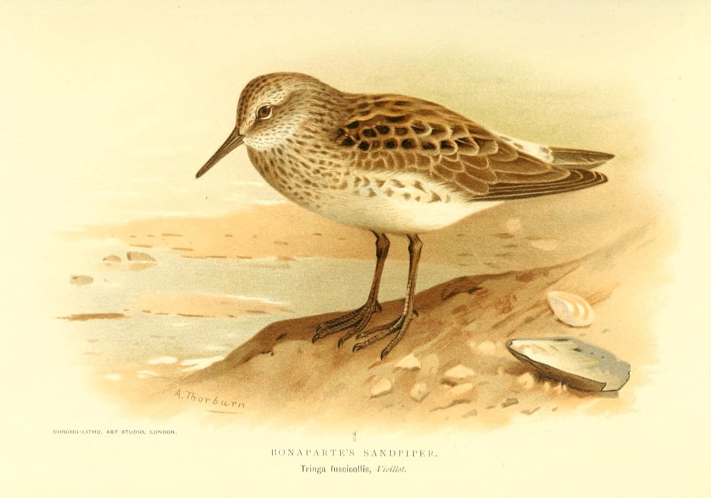Birds of the British Islands 1885 Sandpiper Bonapartes Canvas Art - Archibald Thorburn (24 x 36)