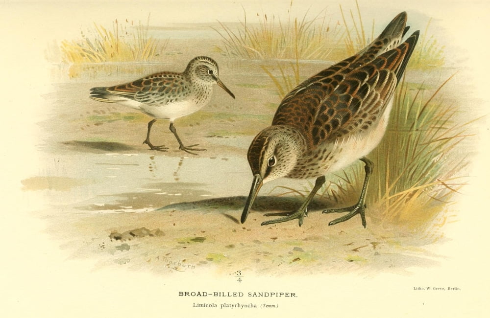 Birds of the British Islands 1885 Sandpiper Broad-billed Canvas Art - Archibald Thorburn (18 x 24)