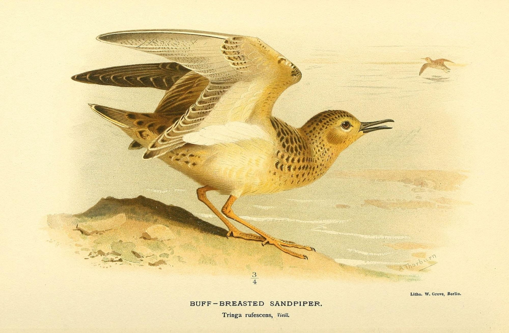 Birds of the British Islands 1885 Sandpiper Buff-breasted Canvas Art - Archibald Thorburn (18 x 24)
