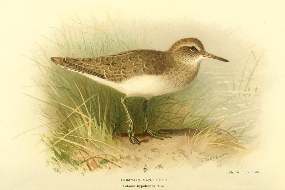 Birds of the British Islands 1885 Sandpiper Common Canvas Art - Archibald Thorburn (18 x 24)