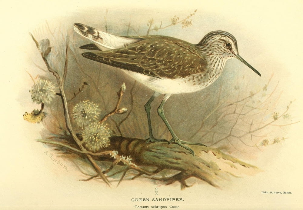 Birds of the British Islands 1885 Sandpiper Green Canvas Art - Archibald Thorburn (18 x 24)
