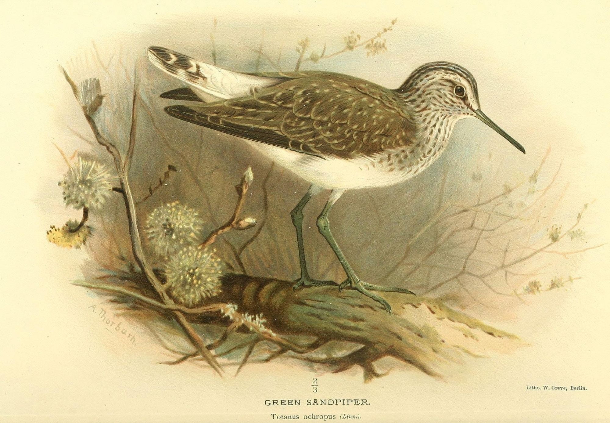 Birds of the British Islands 1885 Sandpiper Green Canvas Art - Archibald Thorburn (24 x 36)