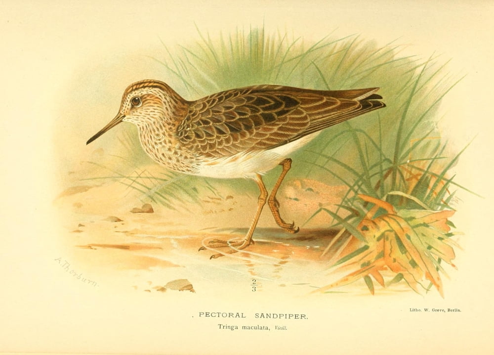 Birds of the British Islands 1885 Sandpiper Pectoral Canvas Art - Archibald Thorburn (18 x 24)