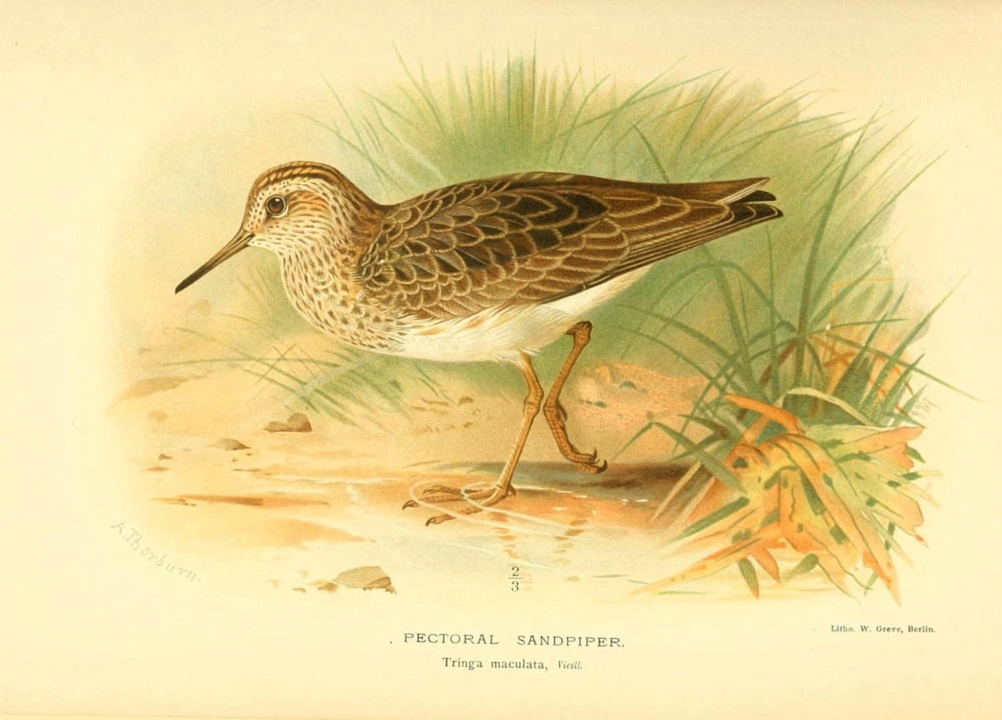 Birds of the British Islands 1885 Sandpiper Pectoral Canvas Art - Archibald Thorburn (24 x 36)