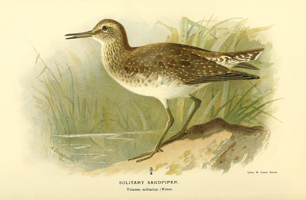 Birds of the British Islands 1885 Sandpiper Solitary Canvas Art - Archibald Thorburn (18 x 24)