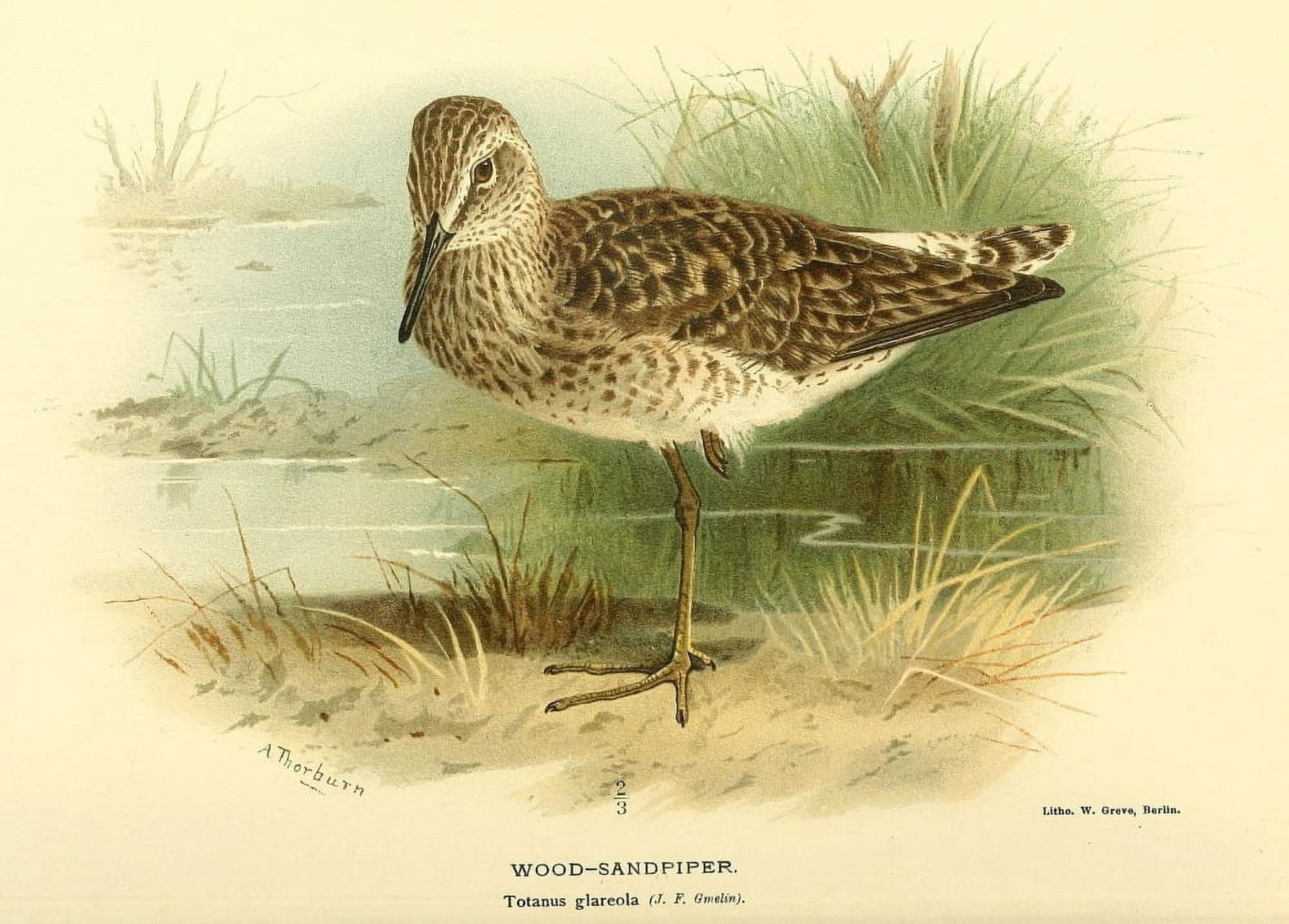 Birds of the British Islands 1885 Sandpiper Wood Canvas Art - Archibald Thorburn (18 x 24)