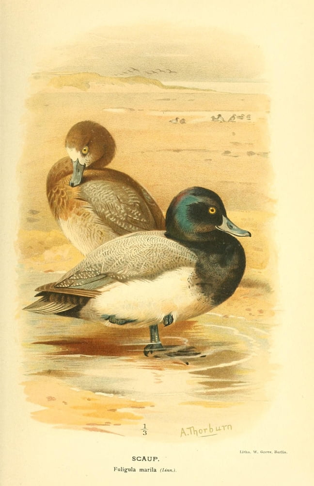 Birds of the British Islands 1885 Scaup Canvas Art - Archibald Thorburn (18 x 24)