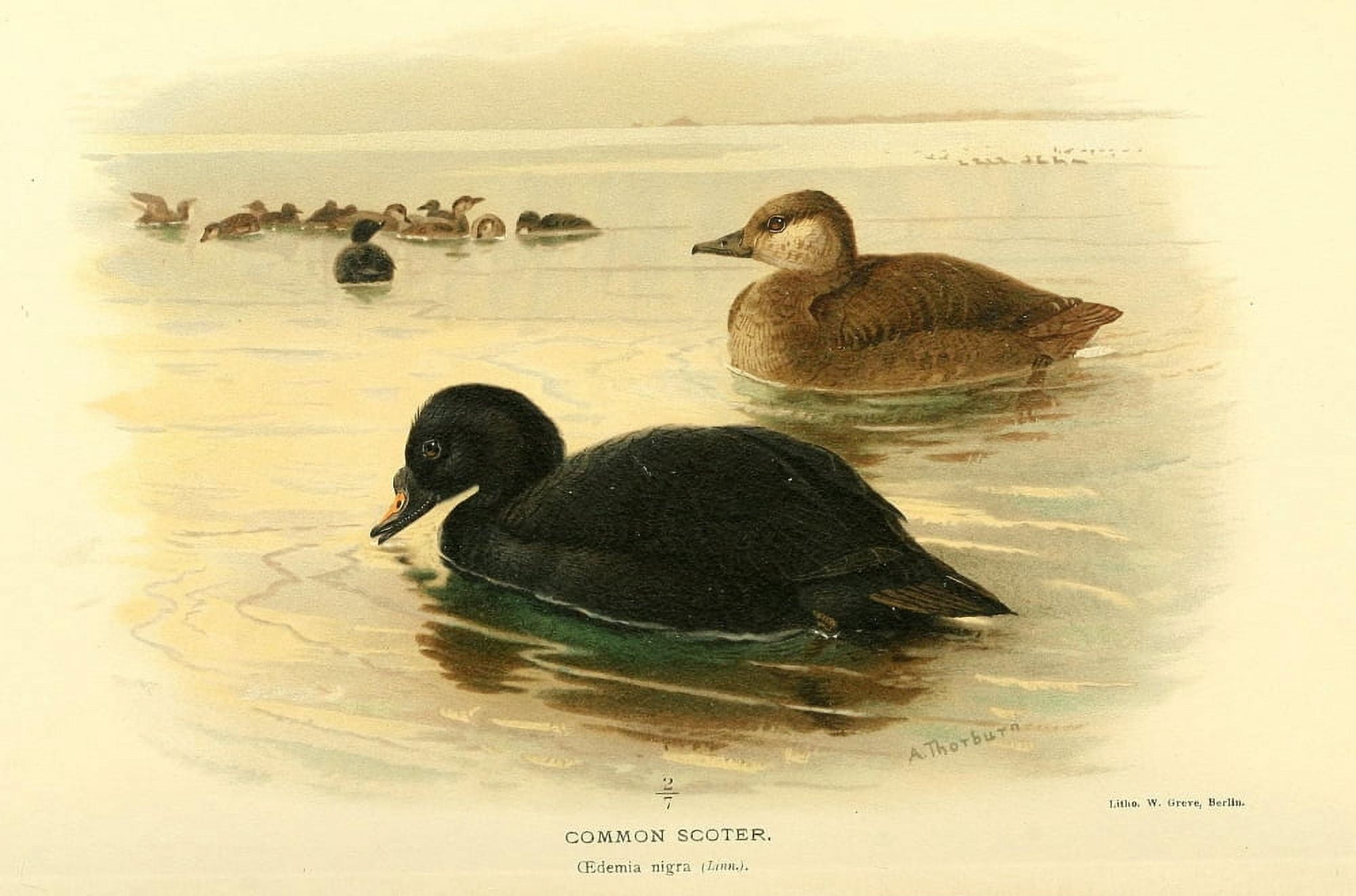 Birds of the British Islands 1885 Scoter Common Canvas Art - Archibald Thorburn (18 x 24)
