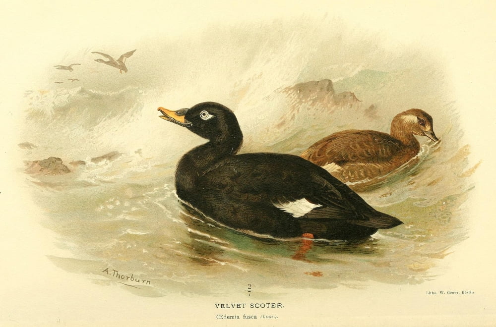 Birds of the British Islands 1885 Scoter Velvet Canvas Art - Archibald Thorburn (18 x 24)