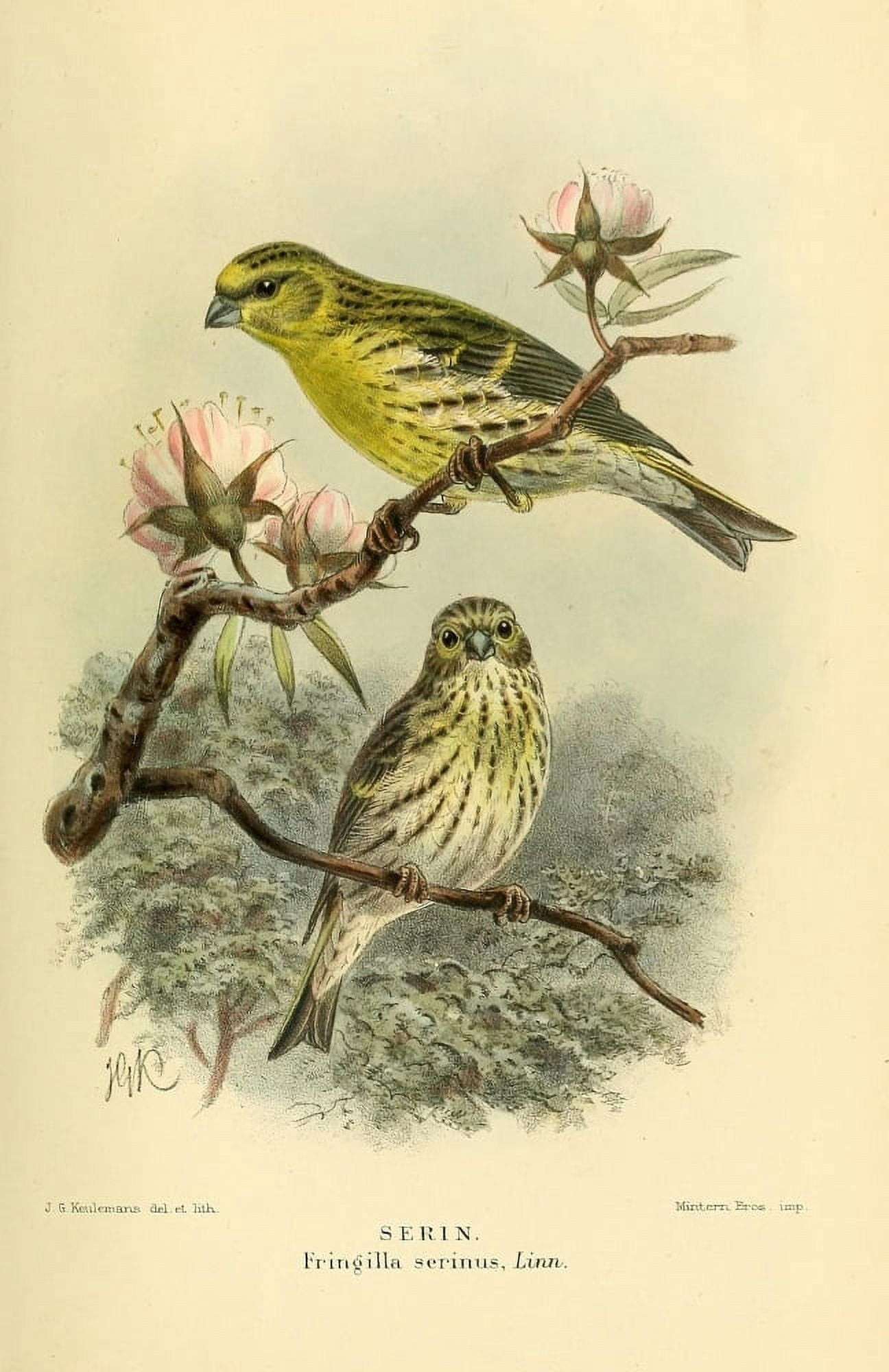 Birds of the British Islands 1885 Serin Canvas Art - John G Keulemans (24 x 36)