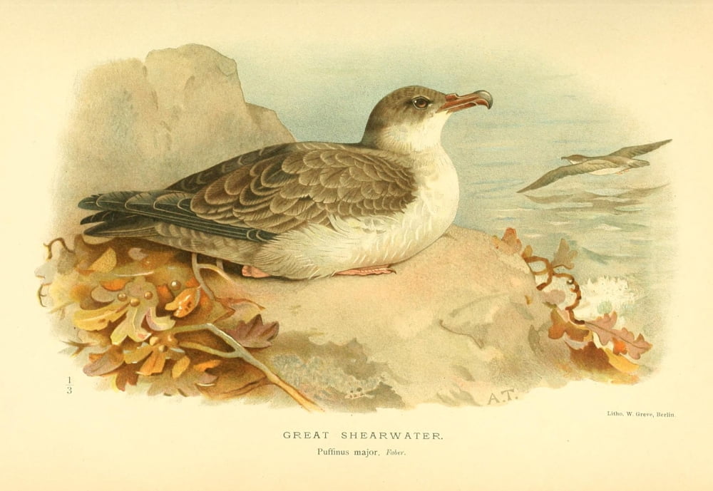 Birds of the British Islands 1885 Shearwater Great Canvas Art - Archibald Thorburn (24 x 36)