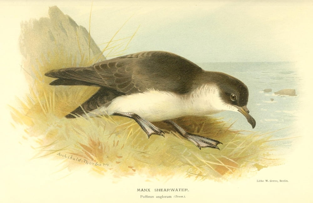 Birds of the British Islands 1885 Shearwater Manx Canvas Art - Archibald Thorburn (18 x 24)