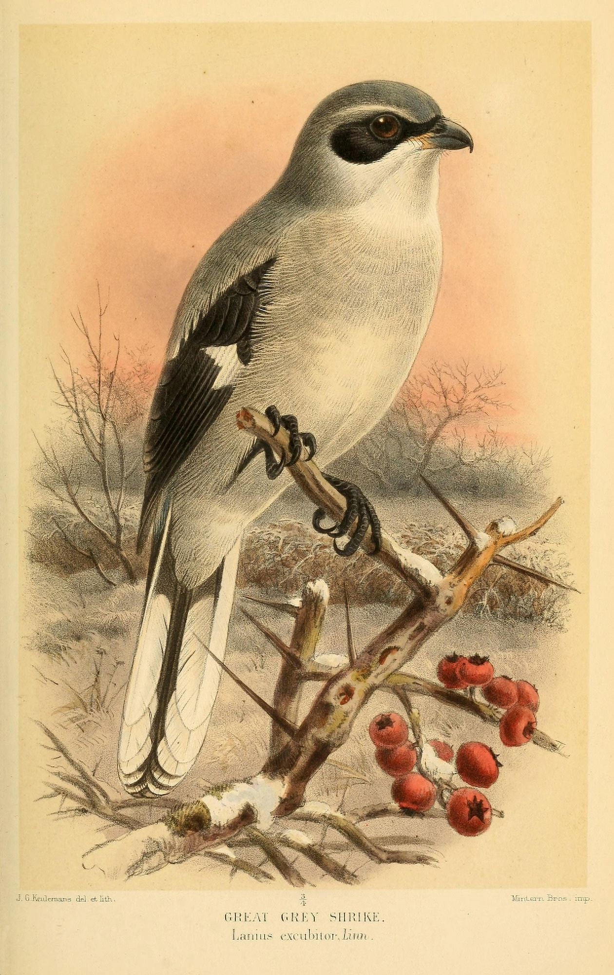 Birds of the British Islands 1885 Shrike Great Grey Canvas Art - John G Keulemans (24 x 36)