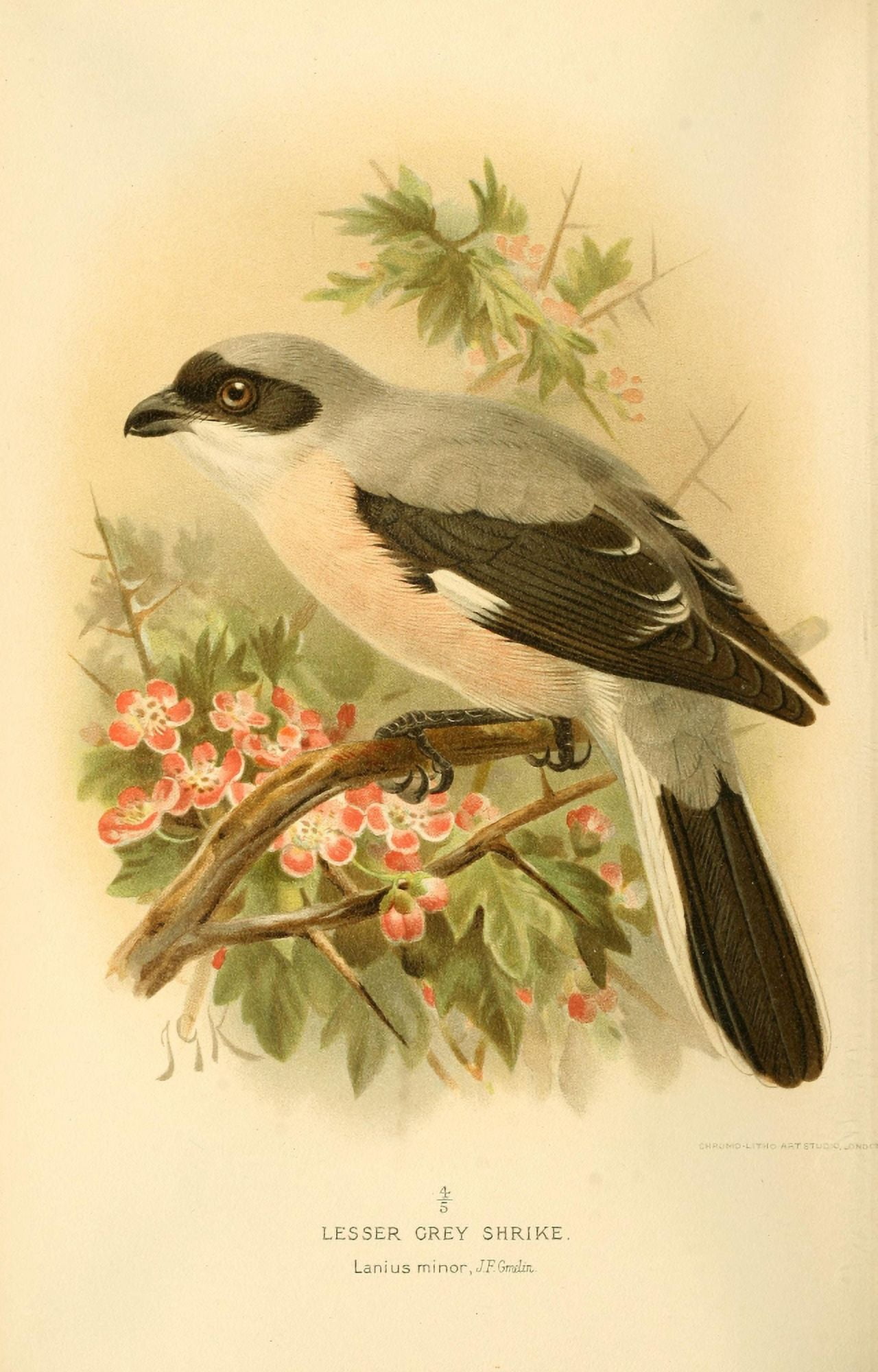 Birds of the British Islands 1885 Shrike Lesser Grey Canvas Art - John G Keulemans (18 x 24)