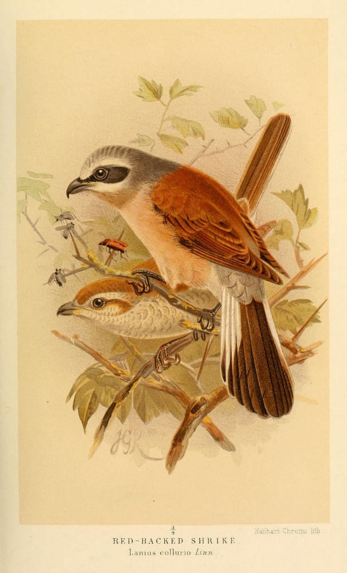 Birds of the British Islands 1885 Shrike Red-backed Canvas Art - John G Keulemans (18 x 24)