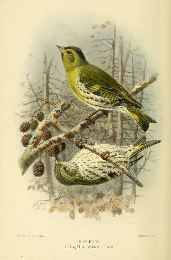Birds of the British Islands 1885 Siskin Canvas Art - John G Keulemans (18 x 24)