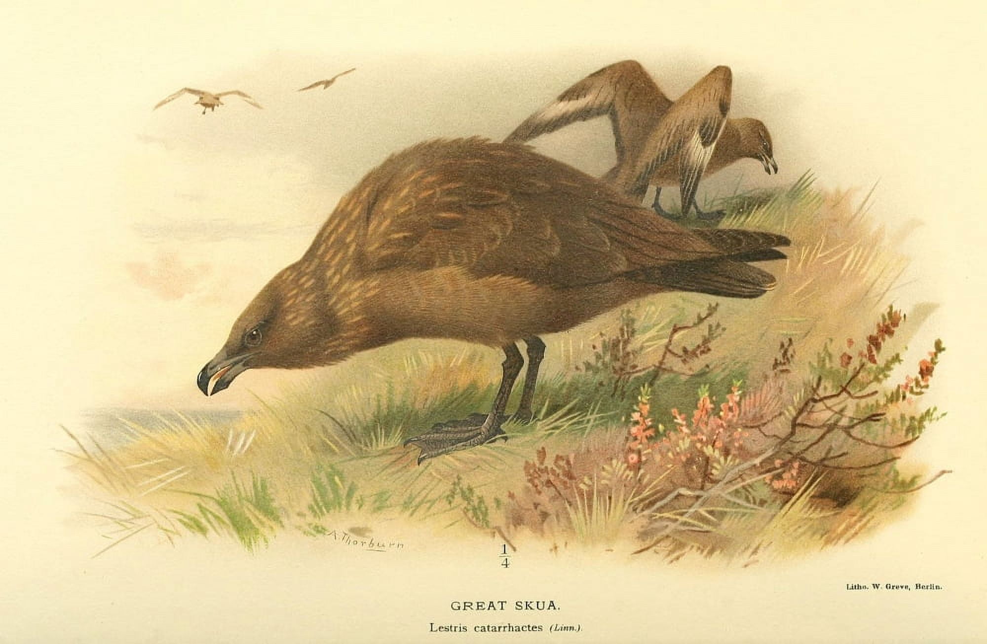 Birds of the British Islands 1885 Skua Great Canvas Art - Archibald Thorburn (24 x 36)