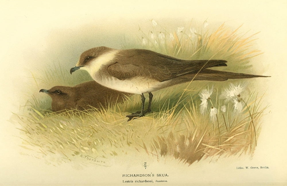 Birds of the British Islands 1885 Skua Richardsons Canvas Art - Archibald Thorburn (24 x 36)