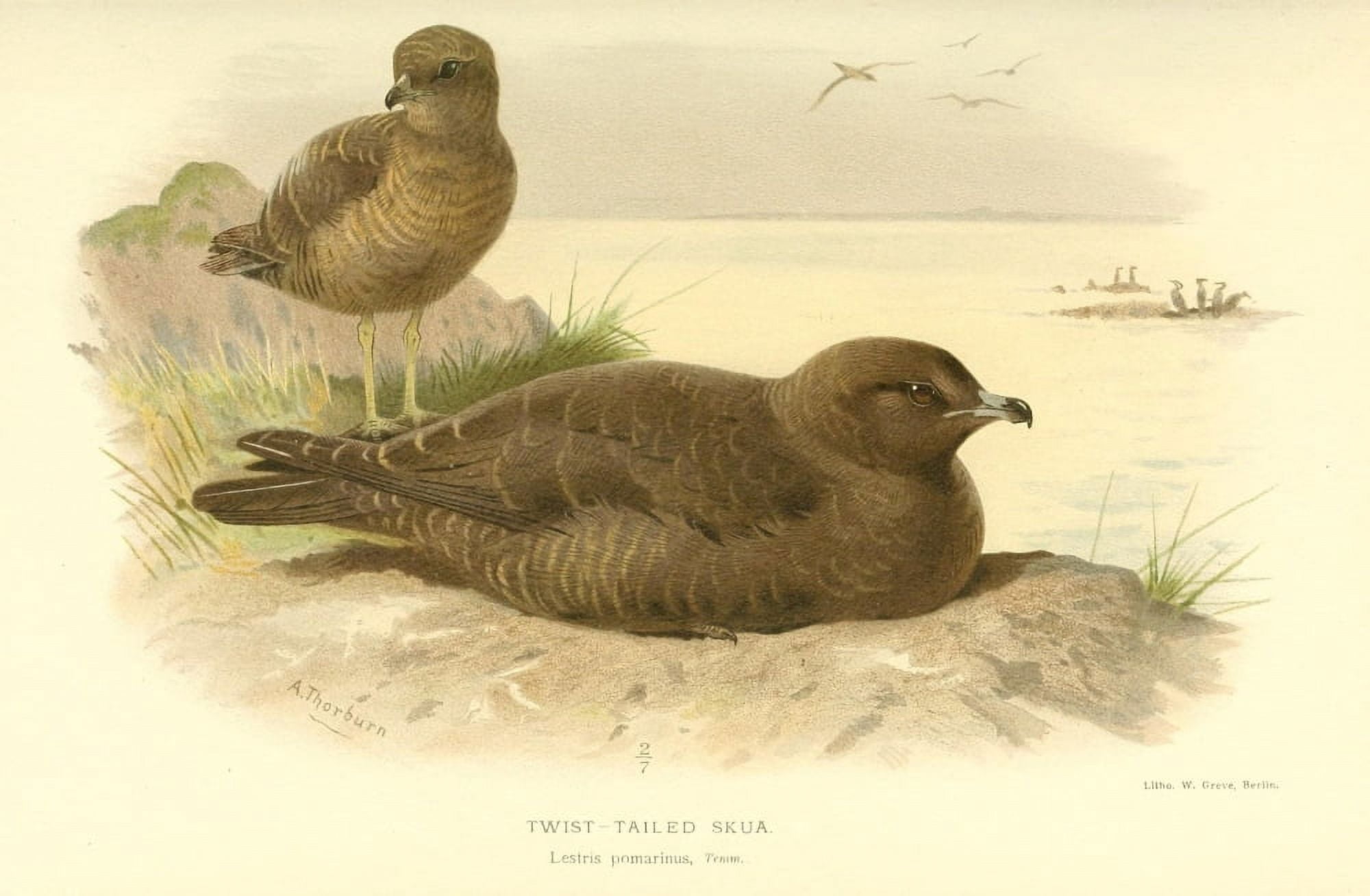 Birds of the British Islands 1885 Skua Twist-tailed 1 Canvas Art - Archibald Thorburn (24 x 36)