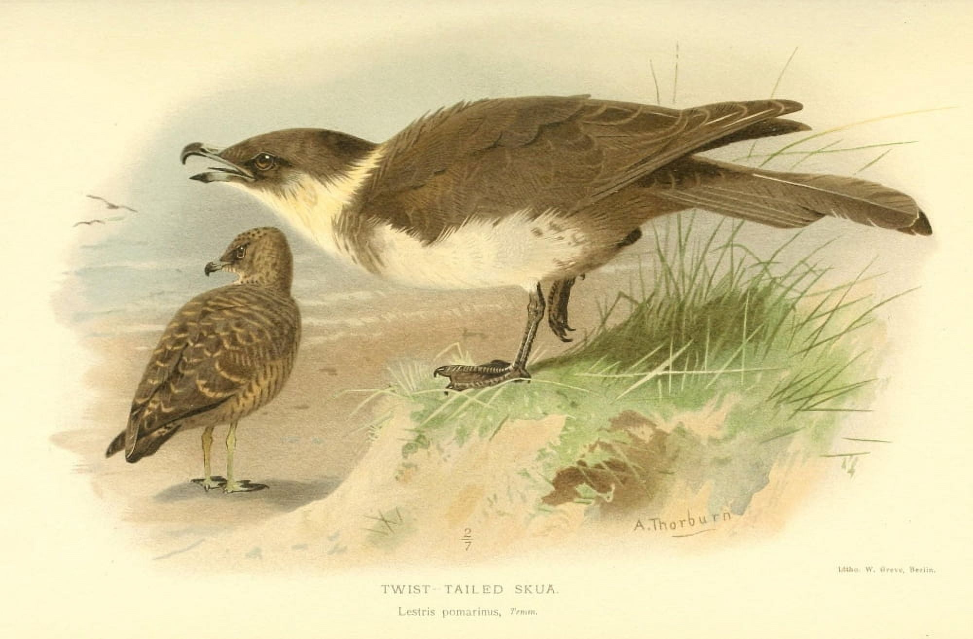 Birds of the British Islands 1885 Skua Twist-tailed 2 Canvas Art - Archibald Thorburn (24 x 36)