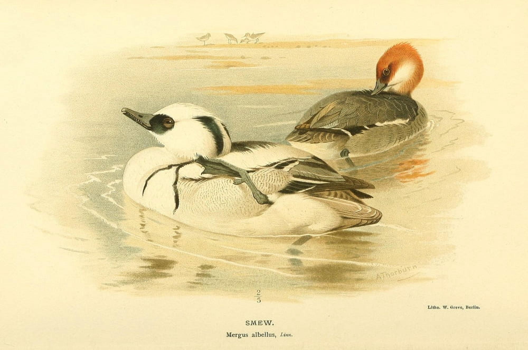 Birds of the British Islands 1885 Smew Canvas Art - Archibald Thorburn (24 x 36)