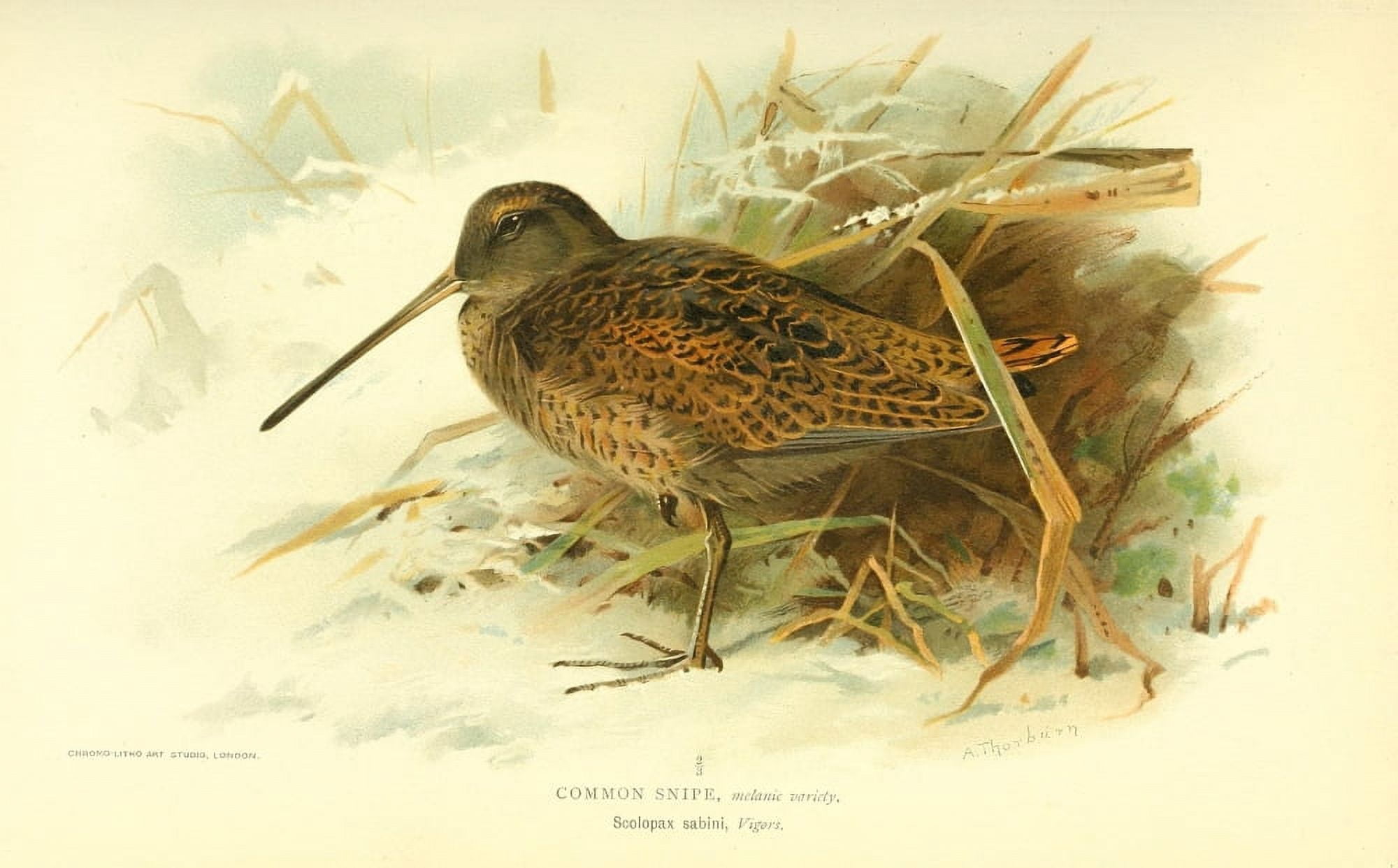 Birds of the British Islands 1885 Snipe Common (Winter) Canvas Art - Archibald Thorburn (24 x 36)