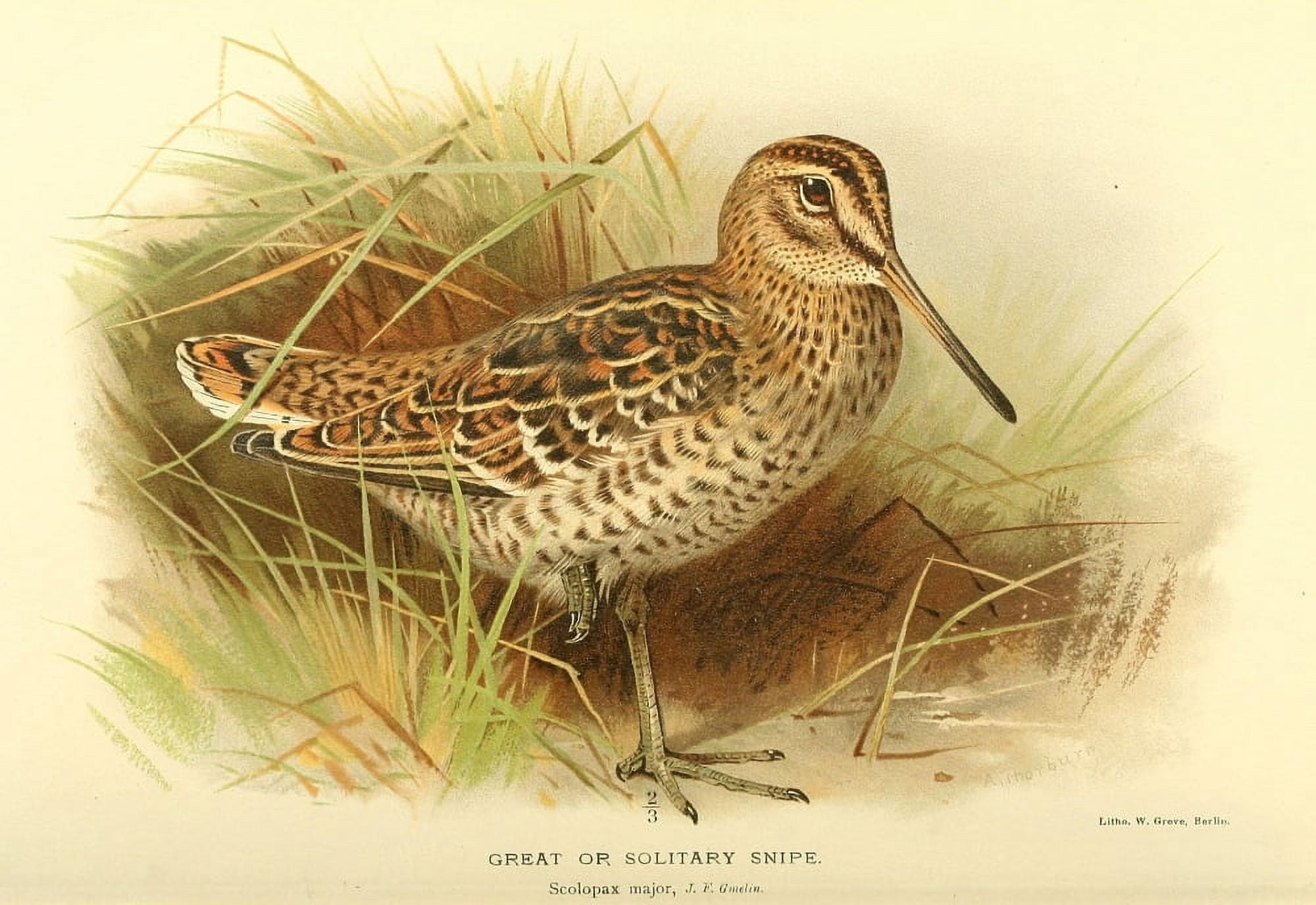 Birds of the British Islands 1885 Snipe Great Canvas Art - Archibald Thorburn (18 x 24)
