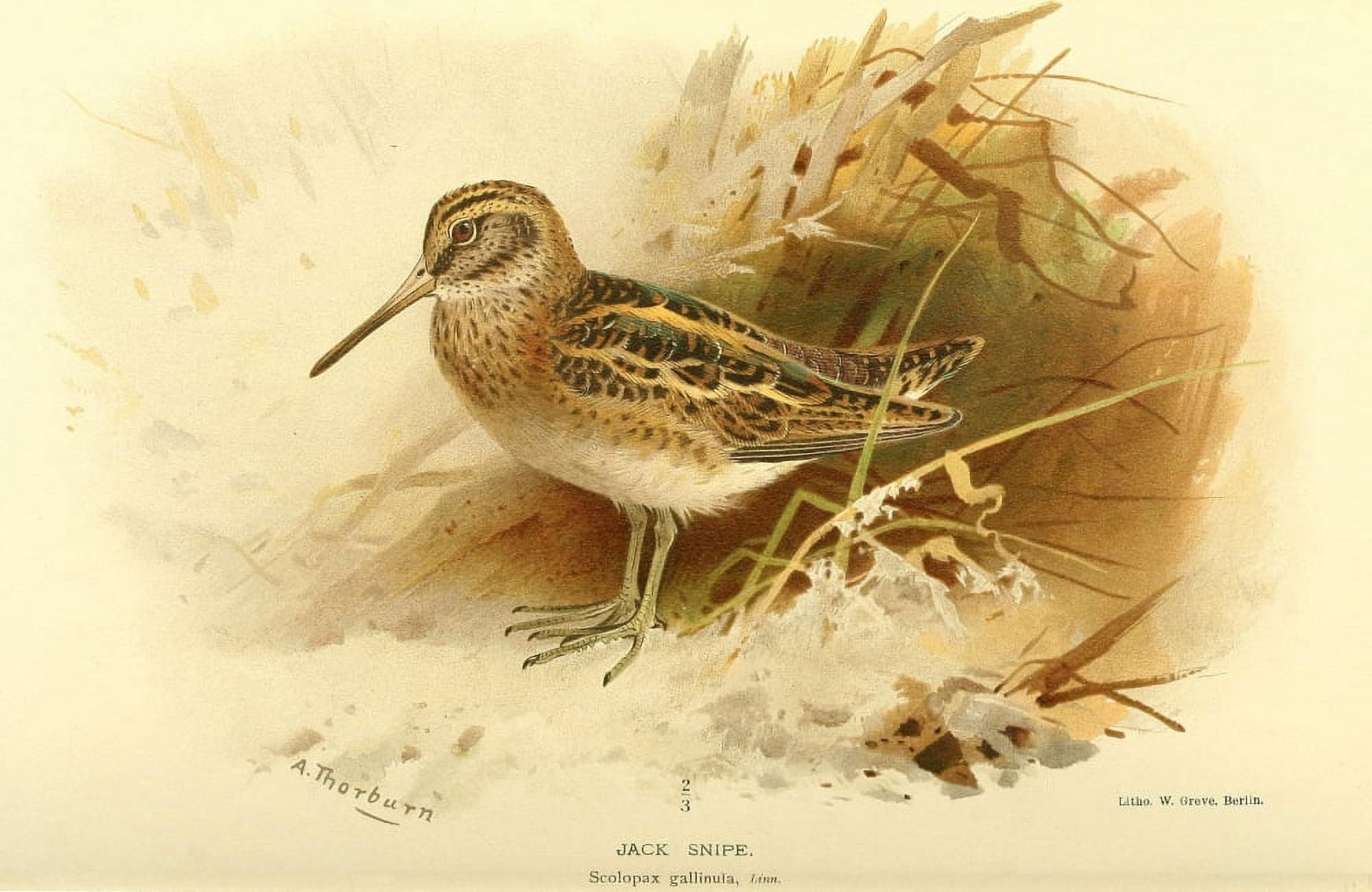 Birds of the British Islands 1885 Snipe Jack Canvas Art - Archibald Thorburn (18 x 24)