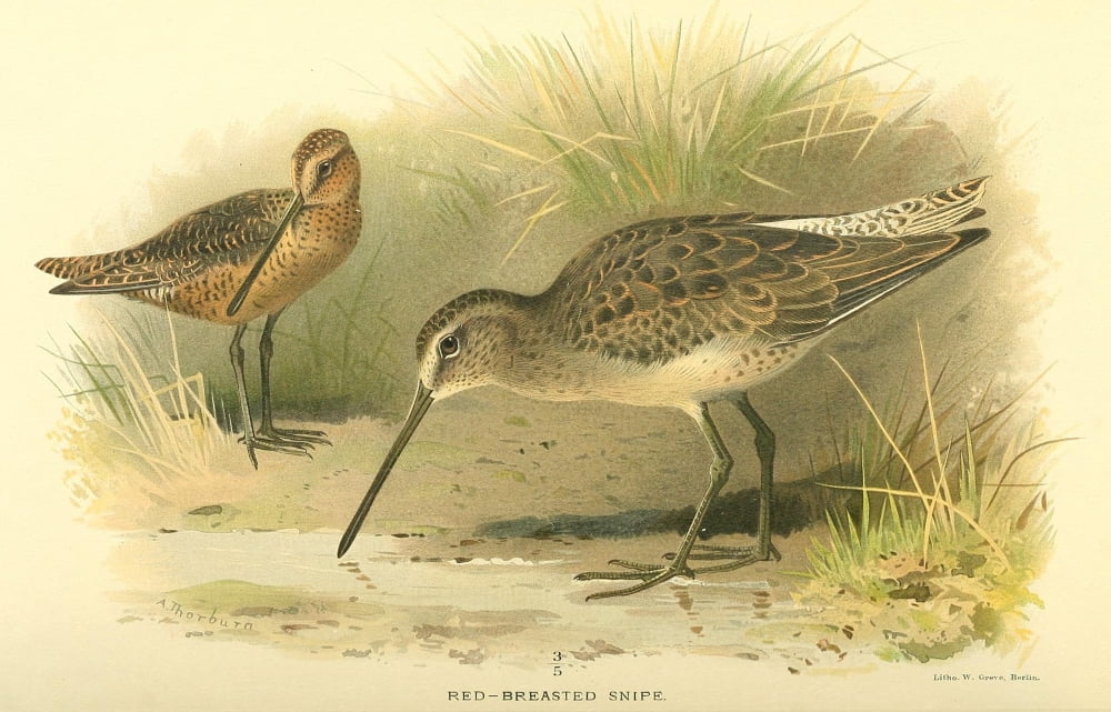 Birds of the British Islands 1885 Snipe Red-breasted Canvas Art - Archibald Thorburn (24 x 36)