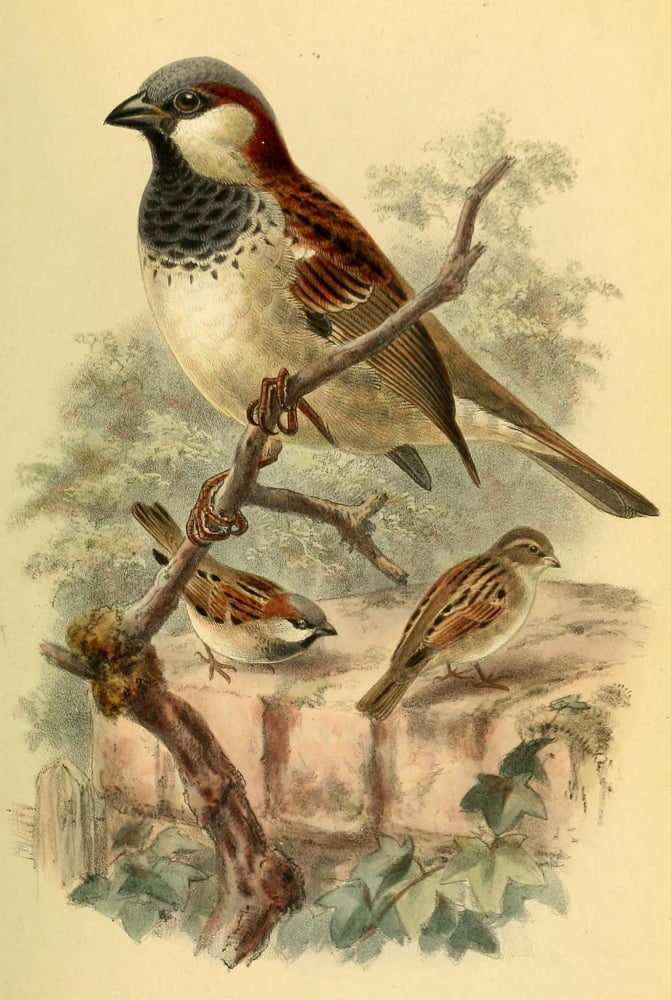 Birds of the British Islands 1885 Sparrow Common Canvas Art - John G Keulemans (24 x 36)