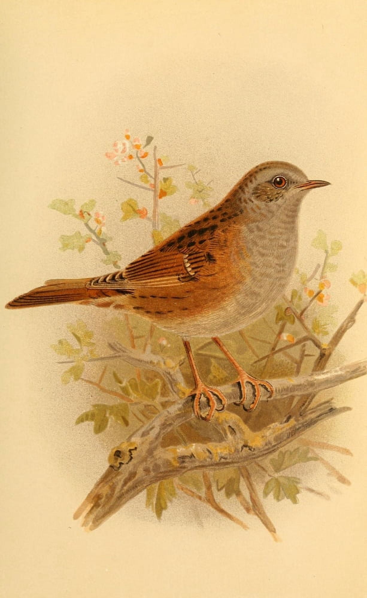 Birds of the British Islands 1885 Sparrow Hedge Canvas Art - John G Keulemans (24 x 36)