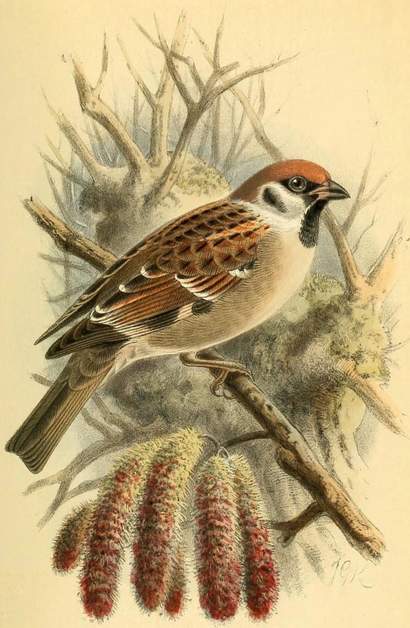 Birds of the British Islands 1885 Sparrow Tree Canvas Art - John G Keulemans (24 x 36)