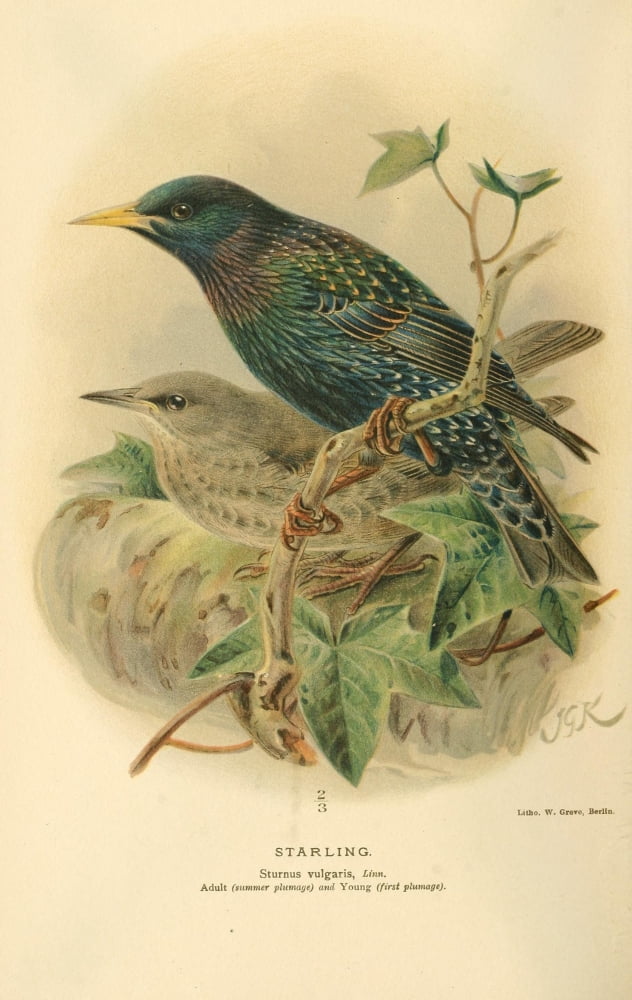 Birds of the British Islands 1885 Starling 1 Canvas Art - John G Keulemans (18 x 24)