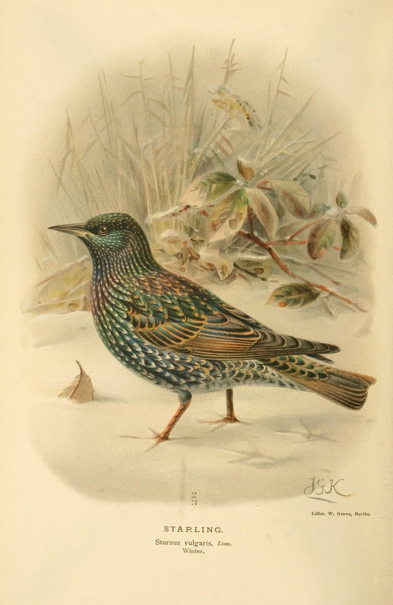 Birds of the British Islands 1885 Starling 2 Canvas Art - John G Keulemans (18 x 24)
