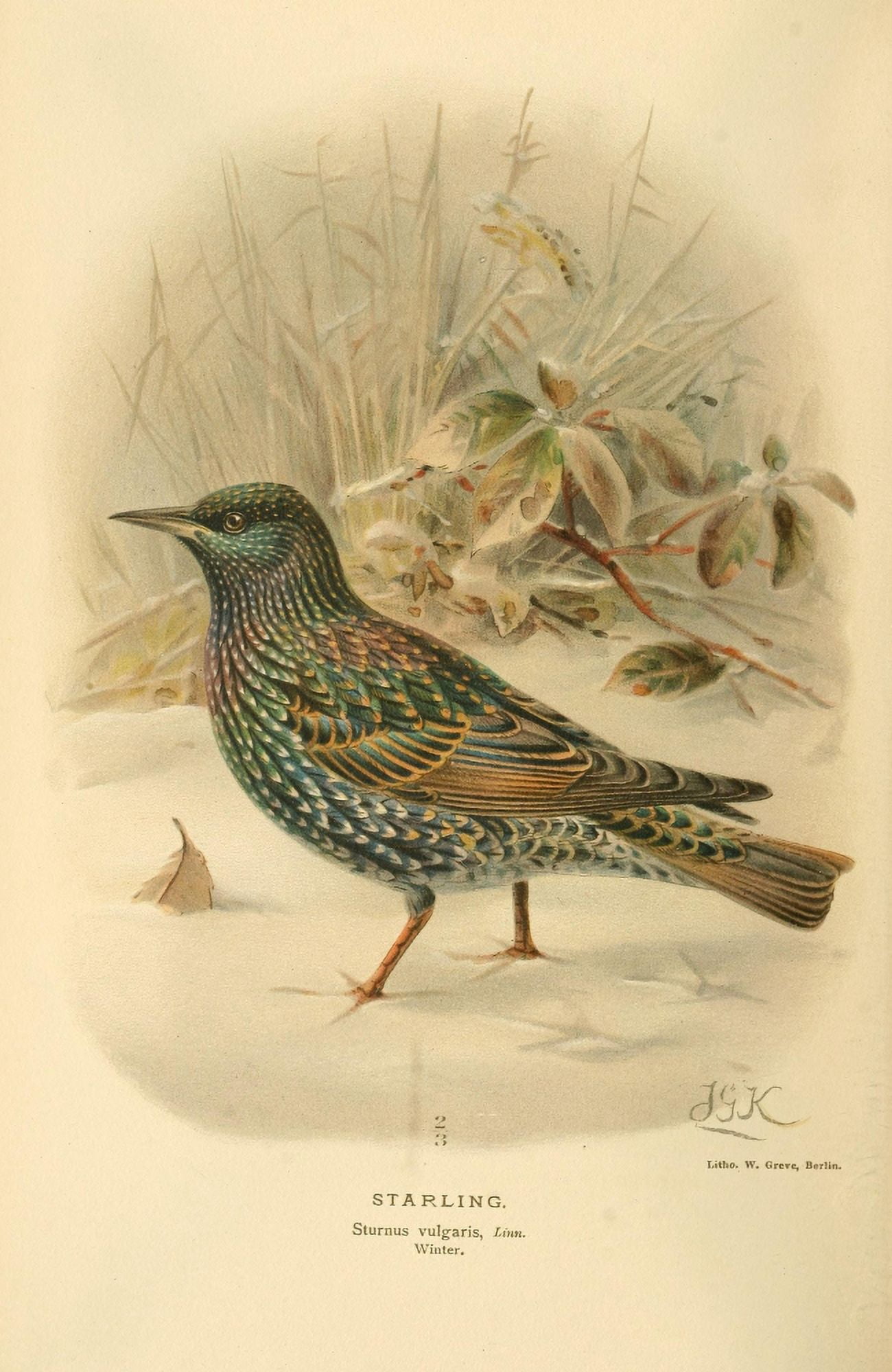 Birds of the British Islands 1885 Starling 2 Canvas Art - John G Keulemans (24 x 36)