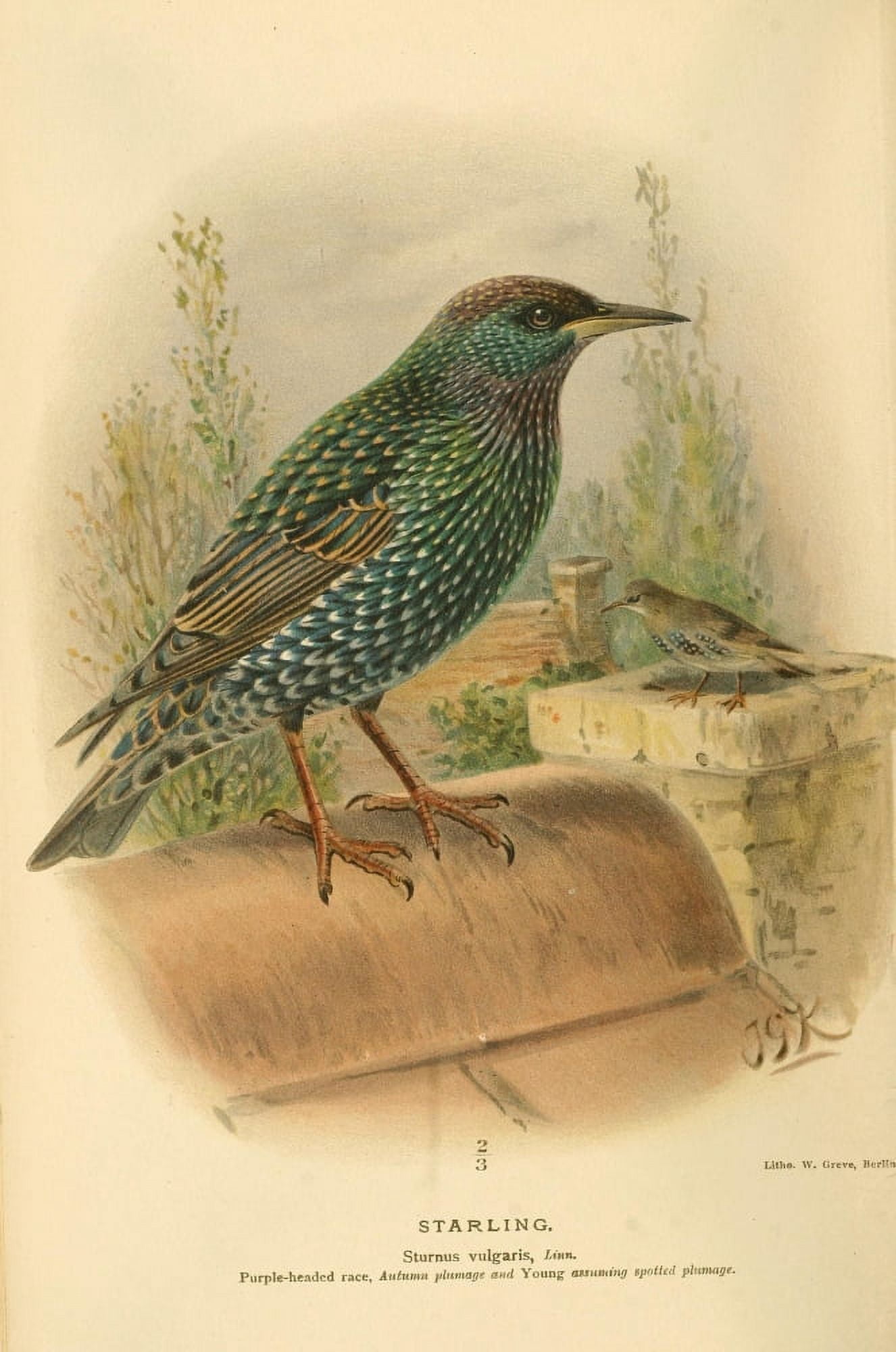 Birds of the British Islands 1885 Starling 3 Canvas Art - John G Keulemans (18 x 24)