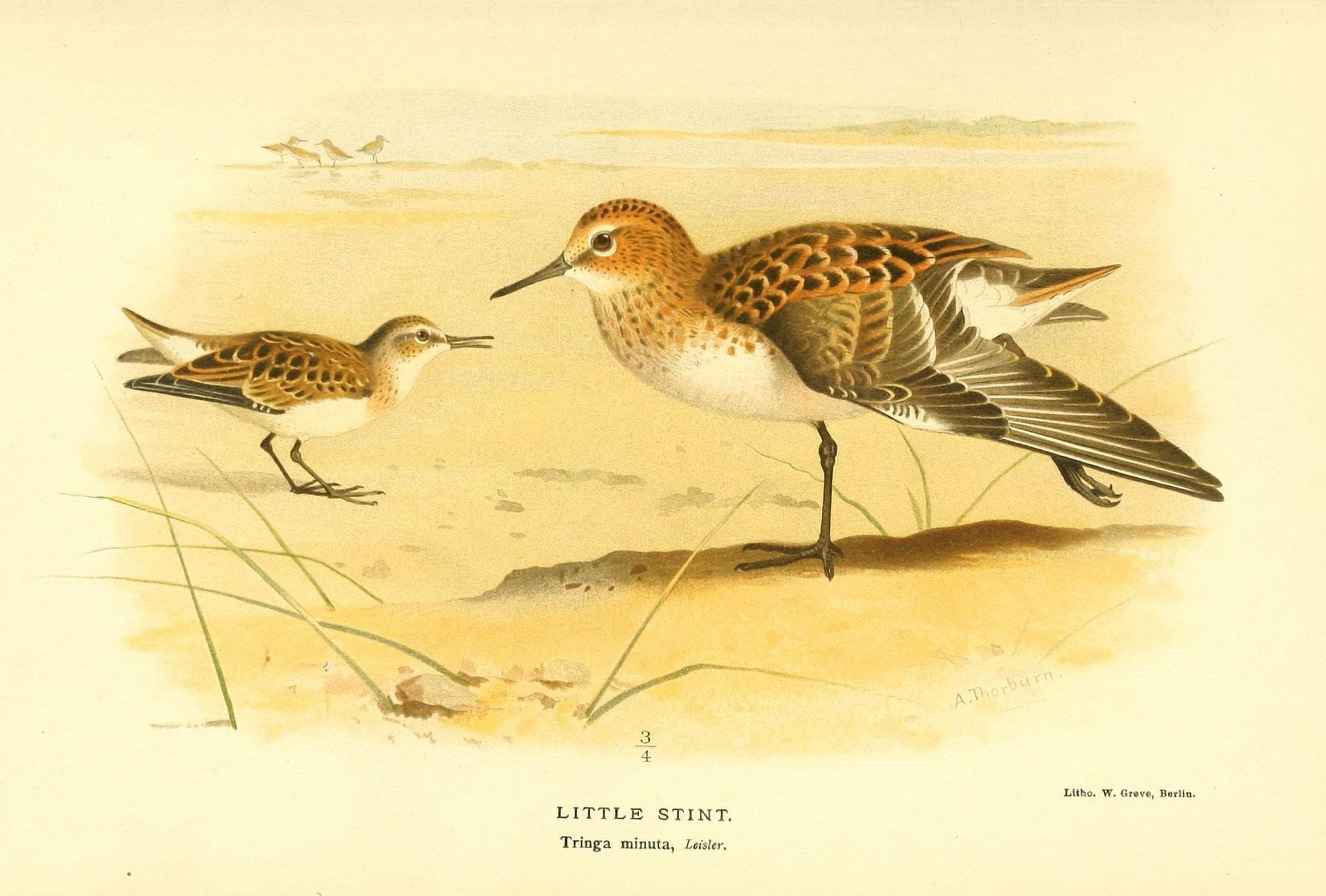 Birds of the British Islands 1885 Stint Little Canvas Art - Archibald Thorburn (18 x 24)