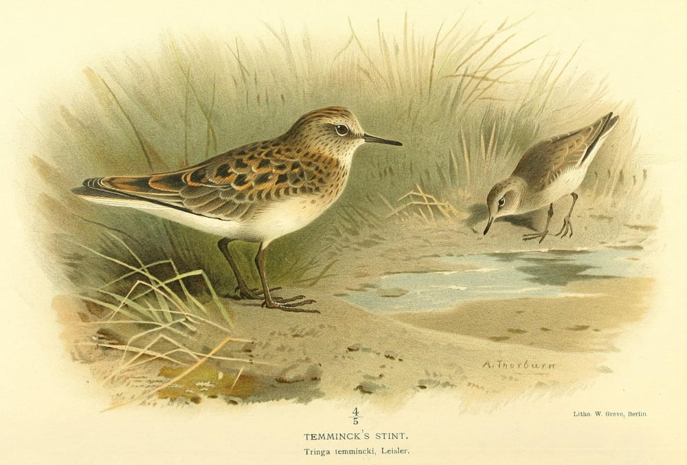 Birds of the British Islands 1885 Stint Temmincks Canvas Art - Archibald Thorburn (24 x 36)