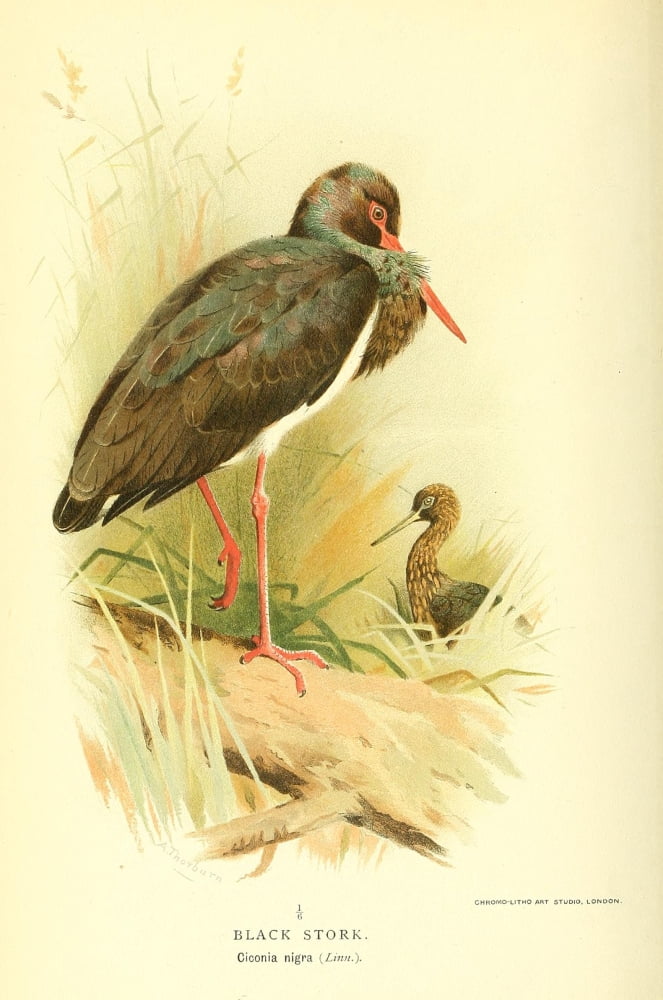Birds of the British Islands 1885 Stork Black Canvas Art - Archibald Thorburn (18 x 24)