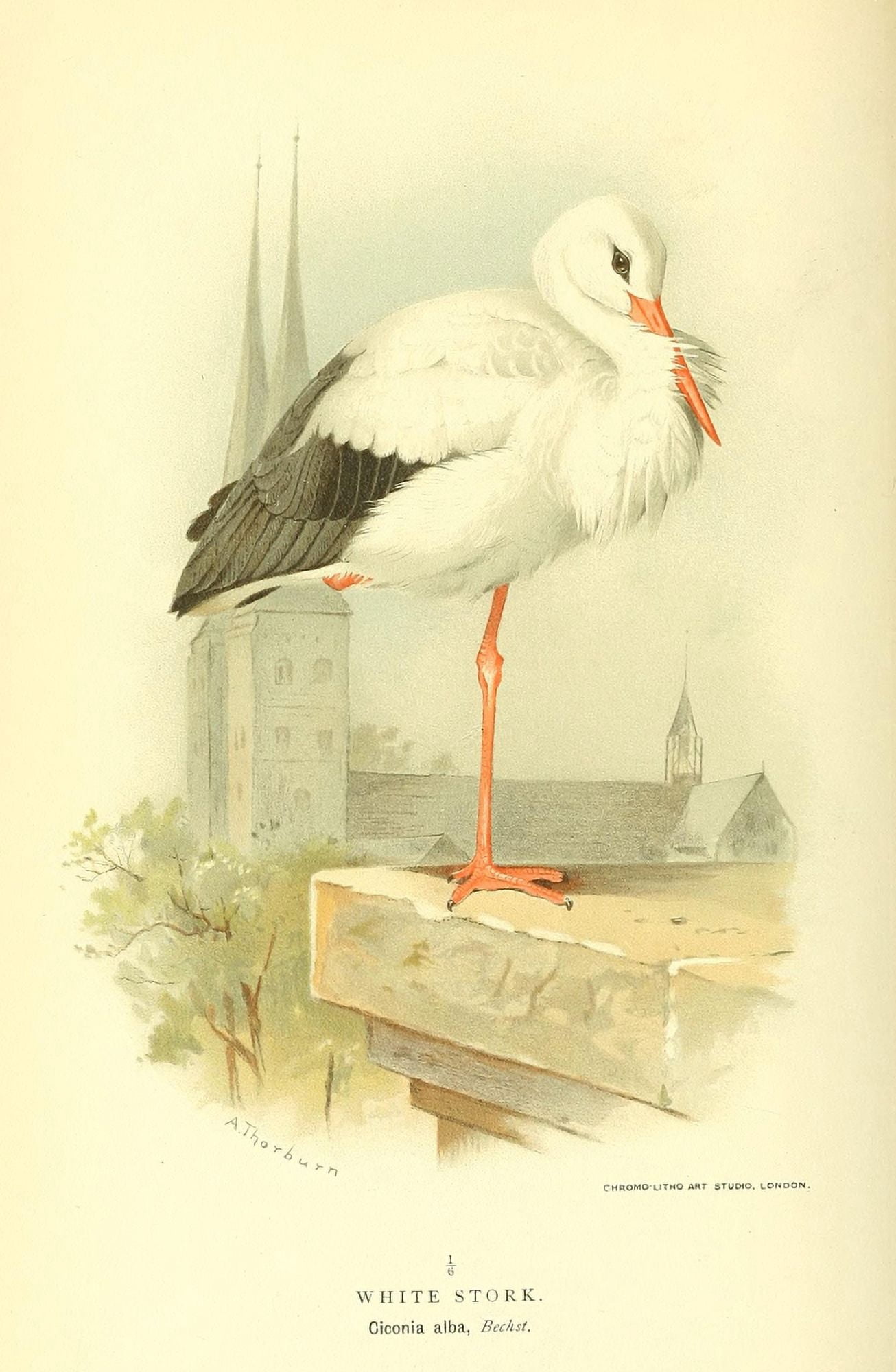 Birds of the British Islands 1885 Stork White Canvas Art - Archibald Thorburn (18 x 24)