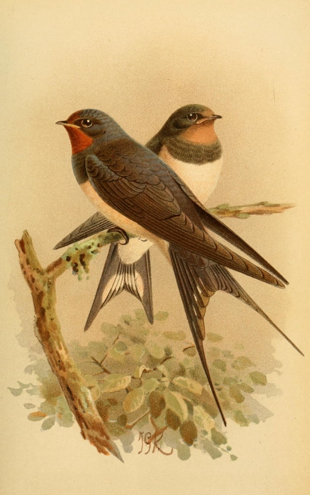 Birds of the British Islands 1885 Swallow Canvas Art - John G Keulemans (18 x 24)