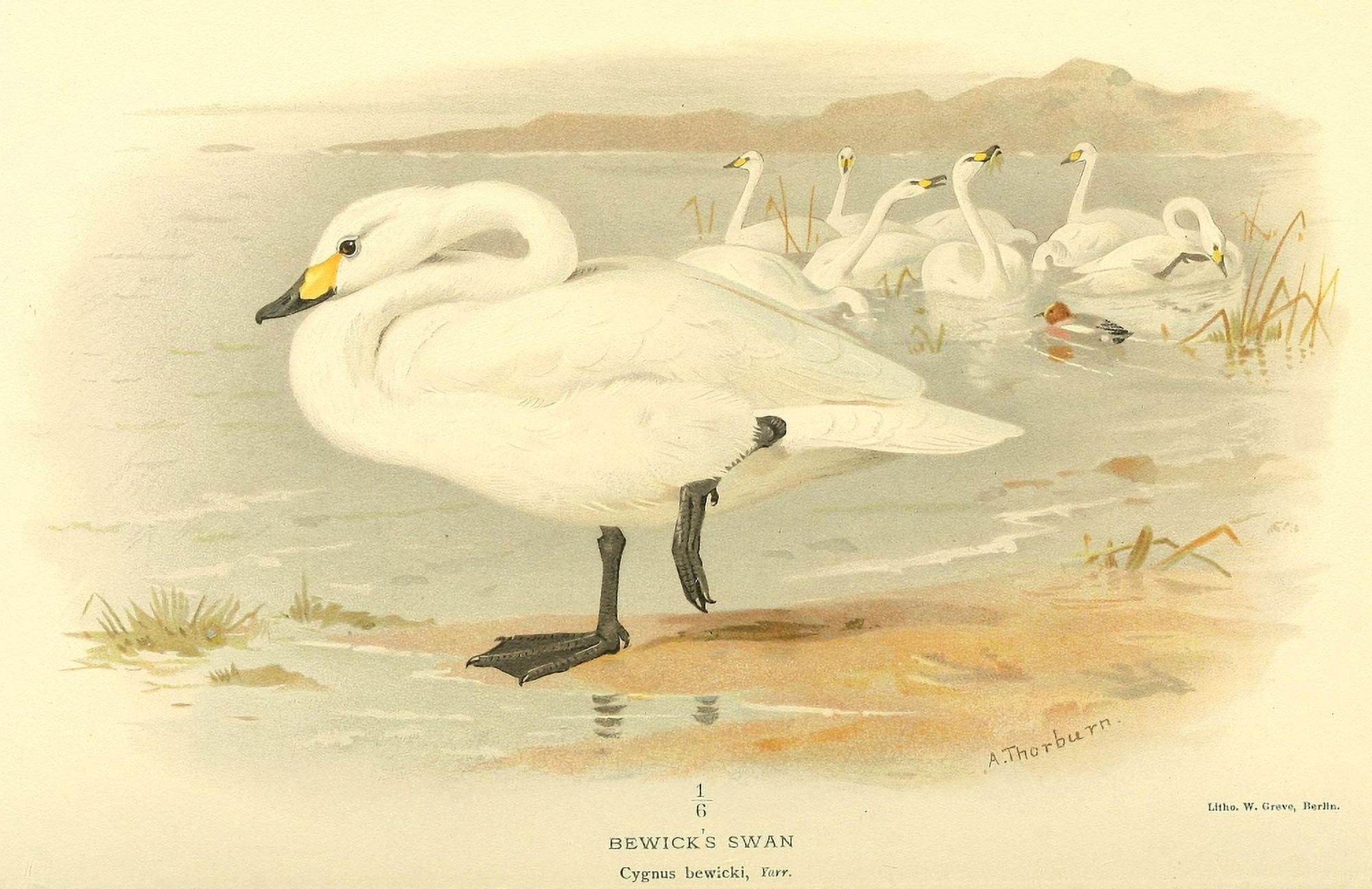 Birds of the British Islands 1885 Swan Bewicks Canvas Art - Archibald Thorburn (18 x 24)