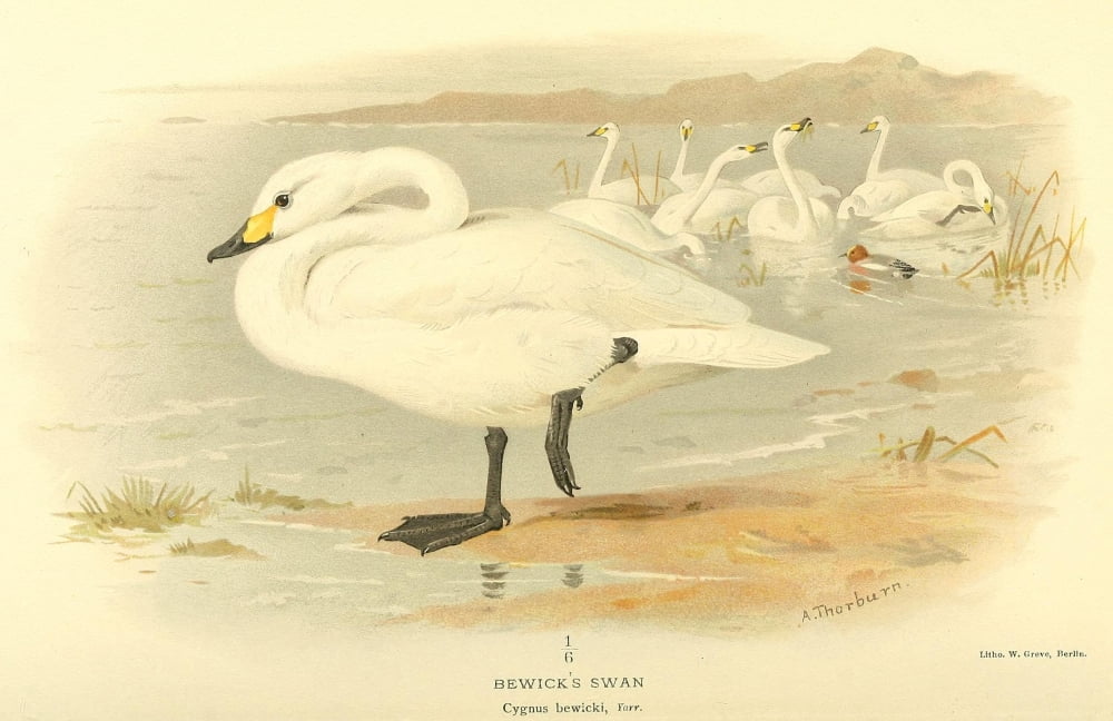 Birds of the British Islands 1885 Swan Bewicks Canvas Art - Archibald Thorburn (24 x 36)