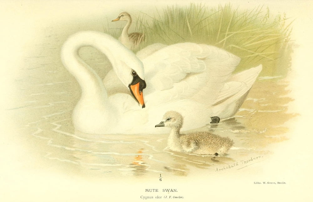 Birds of the British Islands 1885 Swan Mute Canvas Art - Archibald Thorburn (18 x 24)